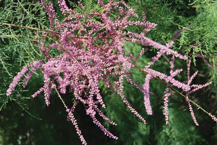 Expert picks her tough plants for tough places