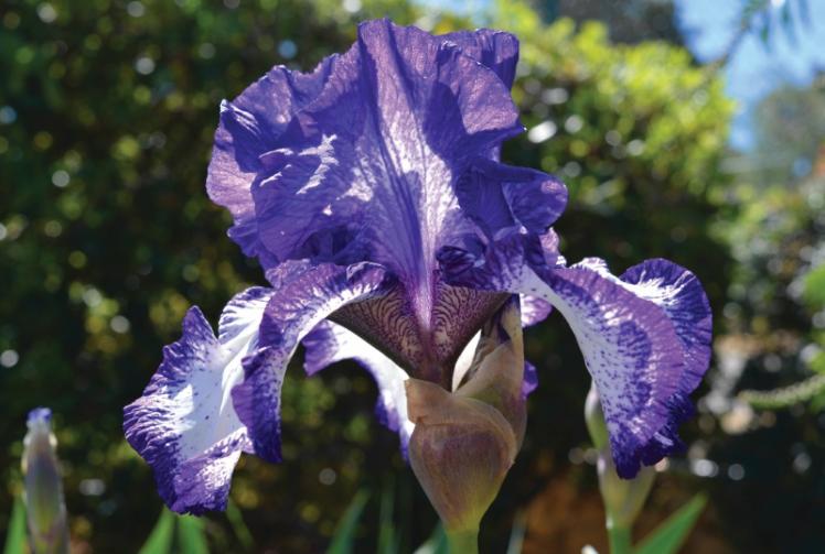 Learn how to grow showstopping irises
