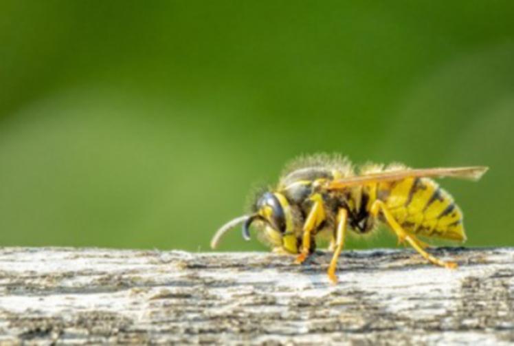Don&rsquo;t panic! Wasps do more good than harm